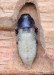 krasec třešňový (Brouci), Anthaxia candens, Buprestidae (Coleoptera)